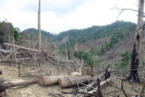 Gia Lai: Thêm một vụ để mất 1.400ha rừng phải chuyển cơ quan điều tra