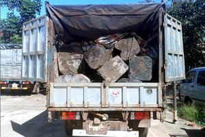 Gia Lai: Thấy công an, tài xế chở gỗ lậu bỏ xe chạy trốn