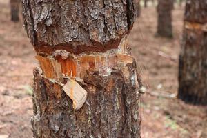 Tỉnh ủy Đắk Nông lập đoàn công tác kiểm tra tình trạng đầu độc rừng