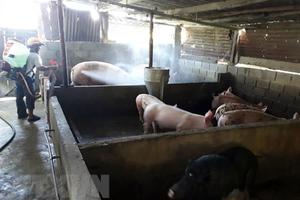 Tạm giam cán bộ xã khai khống dịch tả lợn châu Phi để nhận tiền hỗ trợ