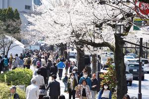 Nhật Bản hủy tiệc ngắm hoa anh đào năm 2020 do bị chỉ trích tốn kém
