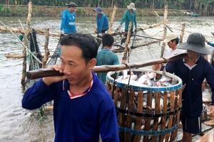 Ấn Độ có thể cạnh tranh với Việt Nam về xuất khẩu cá tra