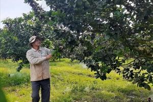 Nông dân kỳ vọng vụ trái cây Tết bội thu