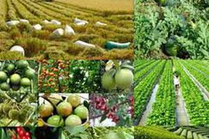 Điều kiện sản xuất, buôn bán giống cây trồng