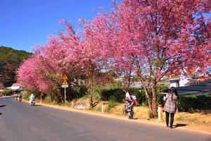 Đắm say với hoa Anh Đào giữa ngày đầu Xuân