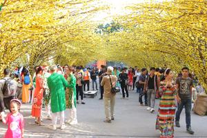 Nhiều người thích thú với đường mai vàng ở TPHCM