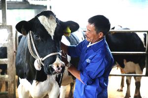 Mộc Châu milk “về một nhà” với Vinamilk