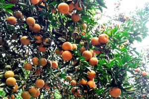 Hà Giang - Điểm đến cực Bắc của Tổ quốc