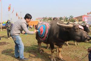 Độc đáo Hội thi vẽ trang trí trâu Lễ hội Tịch điền Đọi Sơn