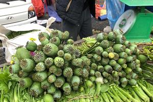Cây thuốc phiện bán như rau ở chợ vùng biên Việt - Lào