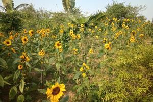 Đẹp hút hồn vườn hoa hướng dương “độc nhất” ở xứ Thanh 