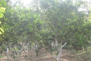 Rà soát lại quyết định của UBND huyện Đông Anh