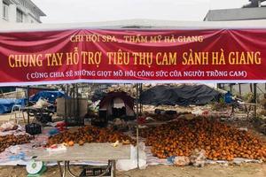 Hà Giang: Triển khai nhiều giải pháp “giải cứu” cam
