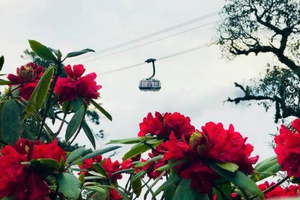 Gợi ý những điểm hẹn hò đẹp ‘lịm tim’ mùa Valentine và Quốc tế phụ nữ 2020