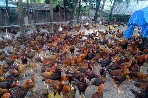 Bắc Giang: Chuẩn bị kỹ công tác chống dịch cho gia súc, gia cầm