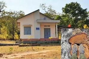 Rừng nguyên sinh bị triệt hạ không xa trạm bảo vệ rừng