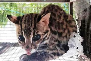 Bộ TN-MT: ''Khoảng 70% bệnh truyền nhiễm từ động vật lây sang người''