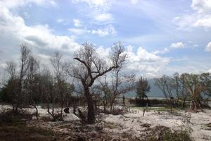 Hàng chục ha rừng bần quý hiếm bị xóa sổ