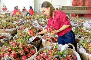 Tái cơ cấu thị trường ngành Rau quả