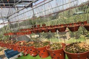 Khởi tố nhóm đối tượng trộm hoa lan đột biến trị giá trên 4,5 tỷ đồng