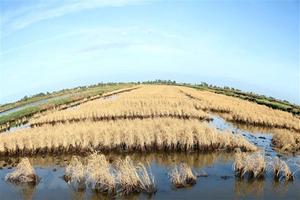 Khô-mặn tiếp diễn “khốc liệt:” Hơn 80.000 hộ dân thiếu nước sinh hoạt