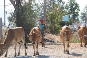 Học sinh làm gì trong mùa dịch Covid-19?
