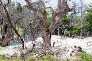 Đề nghị xử lý trách nhiệm đơn vị quản lý rừng và đất rừng