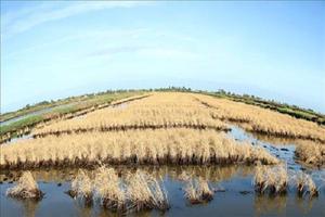 Hiệu quả từ các công trình thủy lợi trong kiểm soát mặn, ngọt