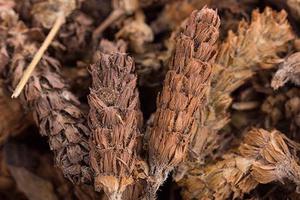 Khả năng giải nhiệt, thanh lọc cơ thể của Hạ Khô Thảo 