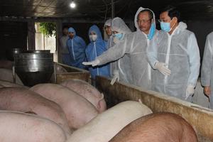 Các doanh nghiệp đưa thịt lợn hơi về giá 70 nghìn/kg từ ngày 1/4
