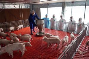 Dự kiến cuối tháng 3 sẽ có các lô thịt lợn nhập khẩu từ Nga