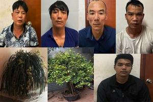 Khởi tố nhóm đối tượng đi xế hộp chuyên trộm cây cảnh