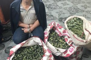 Bị khởi tố vì buôn bán quả thuốc phiện