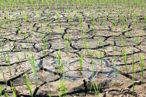 Hỗ trợ 4 tỷ đồng cho 5 tỉnh có tình huống khẩn cấp về hạn mặn 