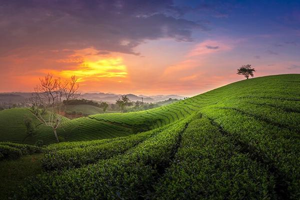 Thái Nguyên: Vùng chè đặc sản Tân Cương thu hút du khách