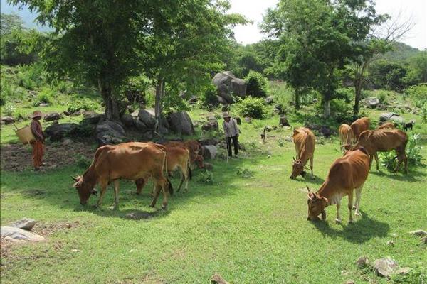 Ninh Thuận: Nhiều quy định pháp luật về Chương trình Mục tiêu quốc gia giảm nghèo bền vững chưa được thực hiện