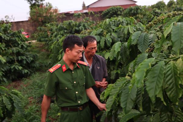 Lâm Đồng: Quyết tâm ngăn chặn nạn trộm cắp trong mùa thu hoạch cà phê