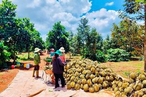 Nông sản “trúng mùa được giá”, nông dân Tây Nguyên thắng lớn