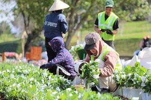 Lâm Đồng: Sẵn sàng chào đón Festival Hoa Đà Lạt lần thứ X