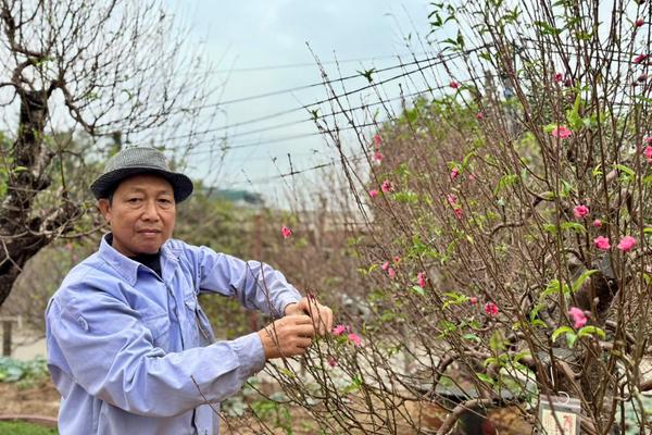 Đào Nhật Tân chuẩn bị bung nở sắc hồng, tô điểm cho Tết cổ truyền của dân tộc