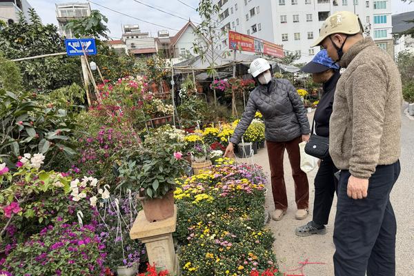 Hoa, cây cảnh Tết tấp nập xuống phố, đào rừng khan hiếm giá khá cao