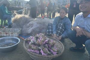 Thanh Hoá: Ngư dân ra khơi đón "lộc biển"