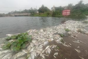 Thanh Hoá: Xác định nguyên nhân cá chết hàng loạt trên suối Cổ Đam