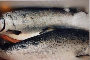 TP Hồ Chí Minh: Công ty Bách Sơn nhập khẩu 27 thùng cá hồi bị nhiễm virus