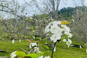 Đến Na Hang chiêm ngưỡng mùa hoa lê đẹp nhất trong năm