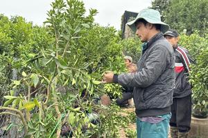 Tháng 3 mưa xuân, nhà vườn hối hả “hồi sinh” đào, quất cho mùa vụ mới