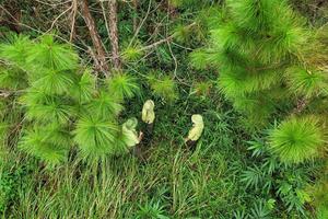 Triển khai xây dựng đề án du lịch sinh thái, giải trí, nghĩ dưỡng