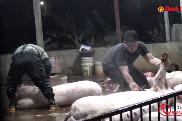 A lô Thanh tra số 14/2025: Lò mổ không phép tồn tại hàng chục năm trong khu dân cư