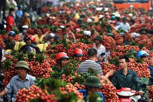 Bắc Giang sẵn sàng cho vụ vải thiều "ngọt ngào" năm 2025