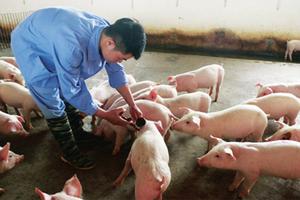 Xuất cấp vắc xin Lở mồm long móng cho 30 địa phương